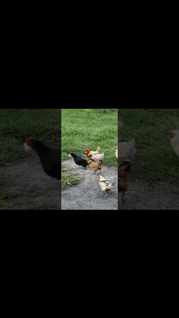 Bread Run #chickens #chickenshorts #chickenlife