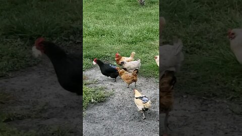 Bread Run #chickens #chickenshorts #chickenlife