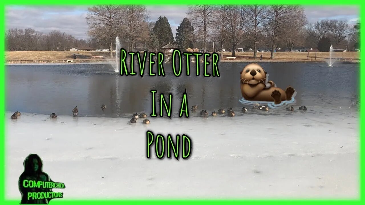 River Otter Search #shorts