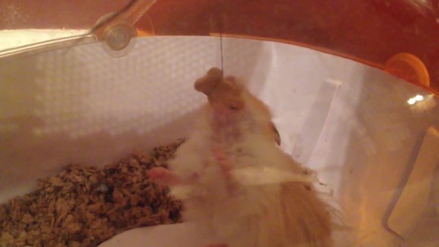 A Hamster VS A Hanging Cracker