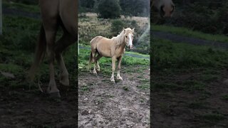 Stunning palomino brumby - Australian wild horse