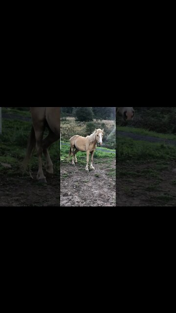 Stunning palomino brumby - Australian wild horse