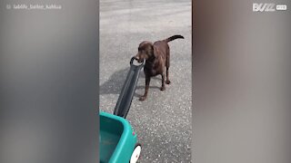 Ces deux labradors s'adorent déjà