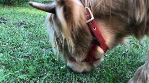 Pearl ignores me to eat more grass