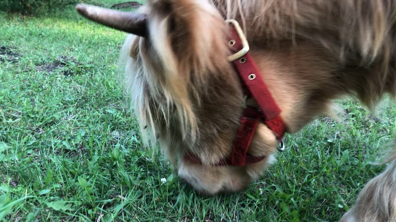 Pearl ignores me to eat more grass