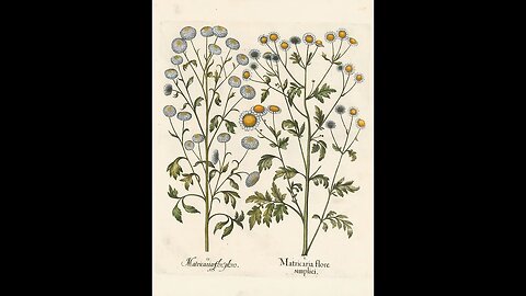 Stop Headaches FOREVER With This LITTLE KNOWN Herb