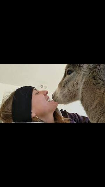 This little donkey needs tenderness