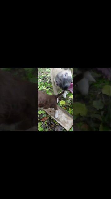 Пир для спасенных собак