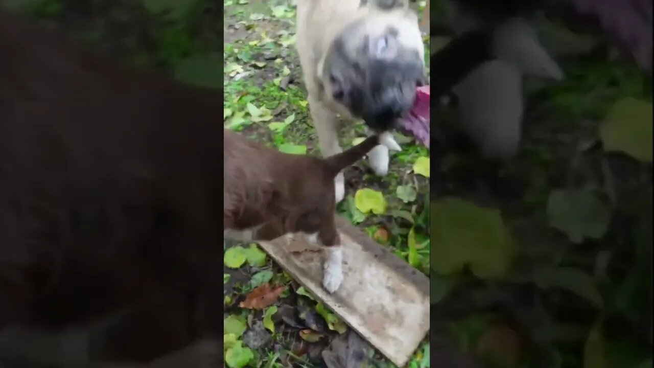 Пир для спасенных собак