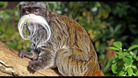 Wordle of the Day for December 14, 2022 ... Happy Monkey Day!