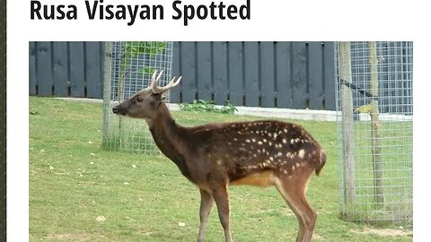 Rusa Visayan Spotted / RUSA Alfredi