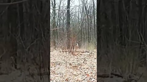 Ukraine War - Ukraine soldiers surrender