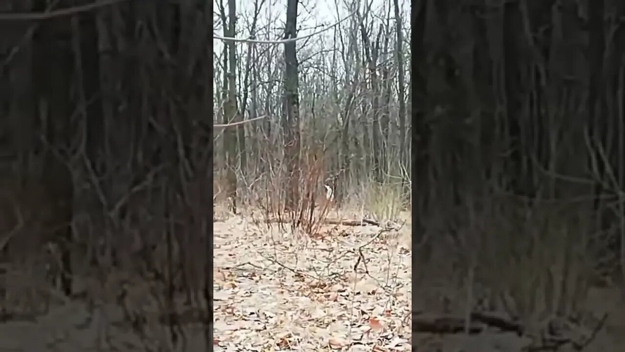 Ukraine War - Ukraine soldiers surrender