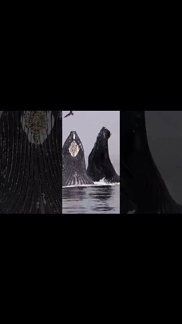 Beautiful Whale 🤩#UbertainmentFun #Shorts #ytshorts #Dogs #Animals #Fun