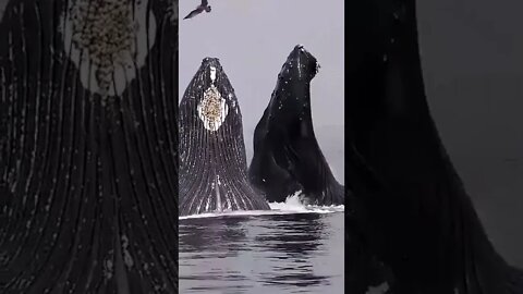 Beautiful Whale 🤩#UbertainmentFun #Shorts #ytshorts #Dogs #Animals #Fun