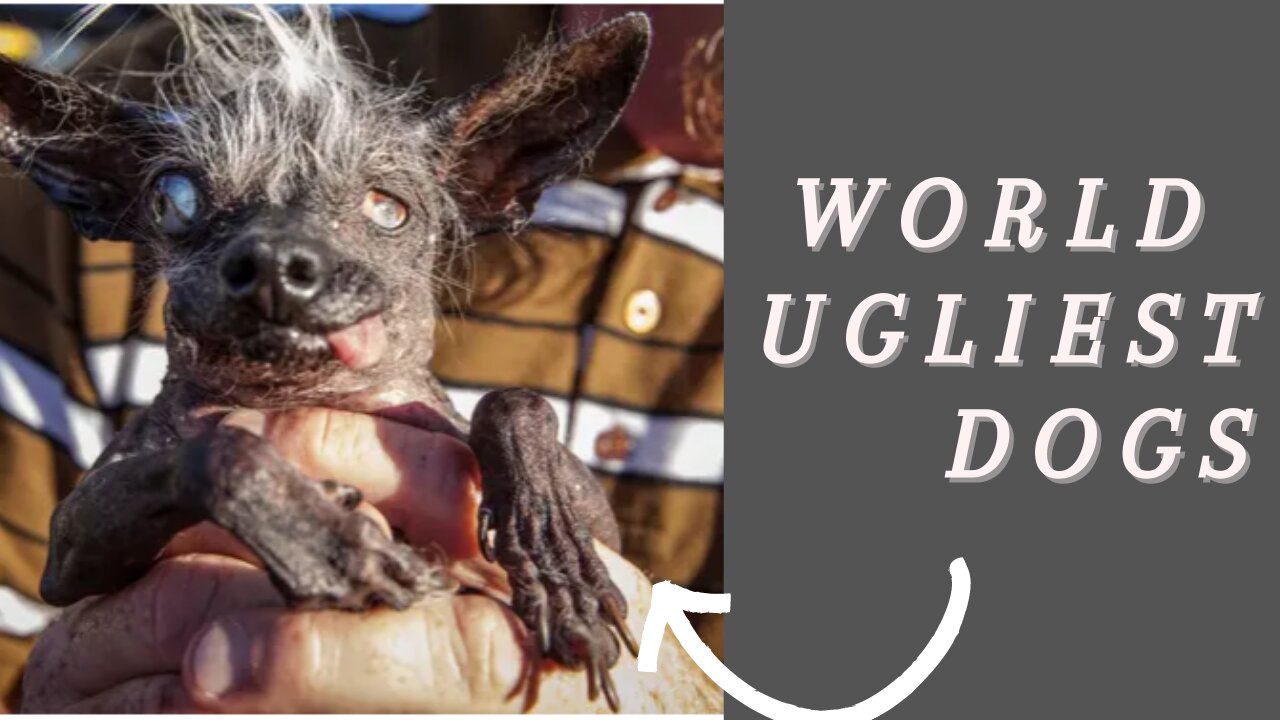 15 Ugliest Dogs In The World