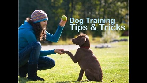 How To Make Dog Become Fully Train and Aggressive With Few Simple Tips