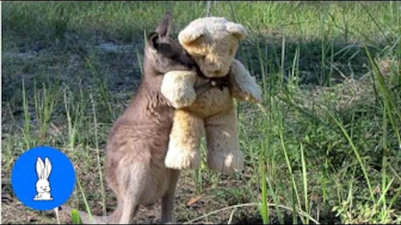 Cute Lovable ￼baby kangaroo￼s