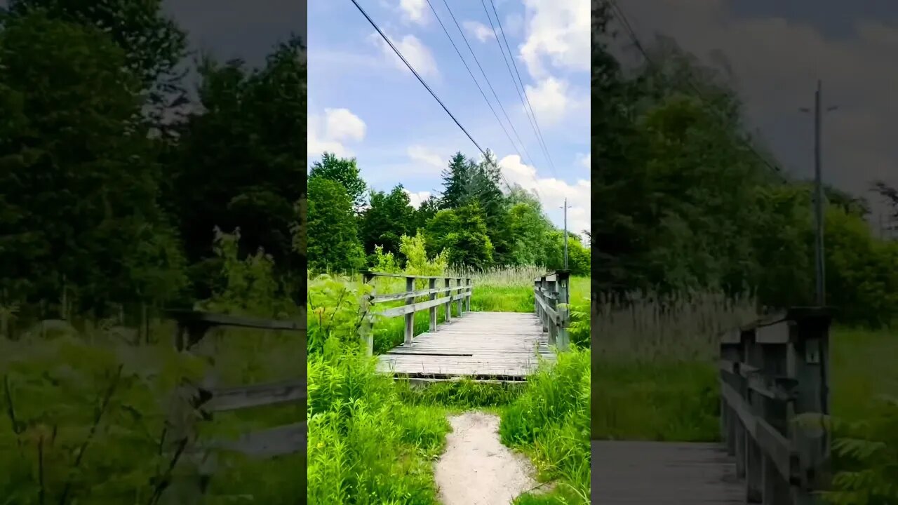 #nature near you | #Tottenham C.A.