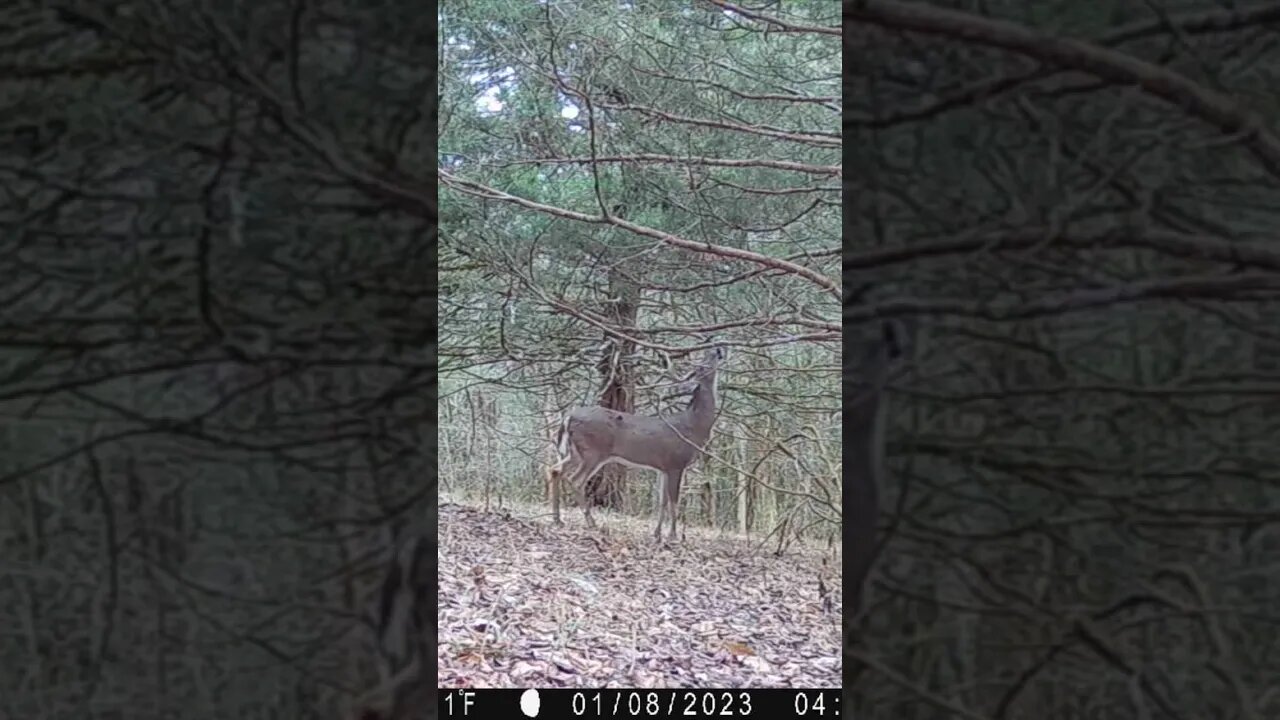 Big Bucks up close, the Last one has Whacky Antlers @UncleTimsFarm #kärnəvór