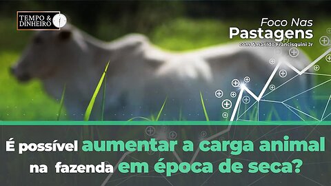 Foco nas Pastagens esclarece se é possível aumentar carga animal na fazenda em época de seca.