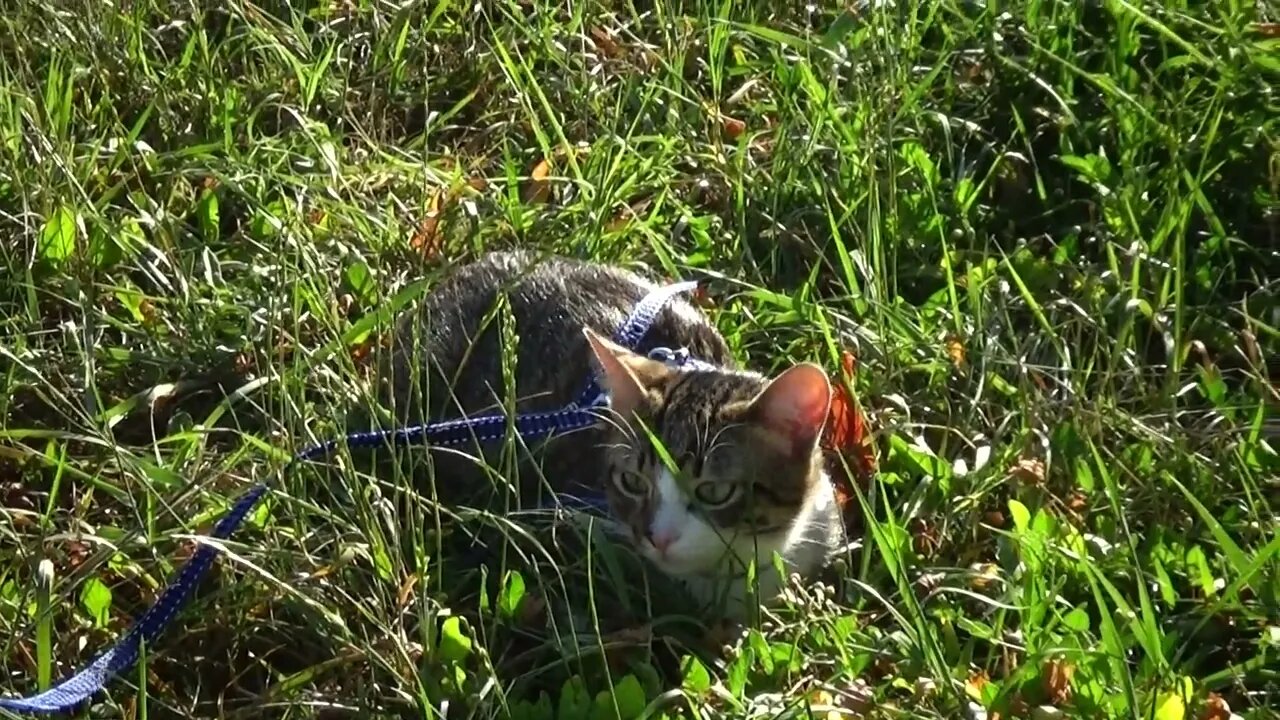 Kitten with Shiny Fur Goes on a Trip