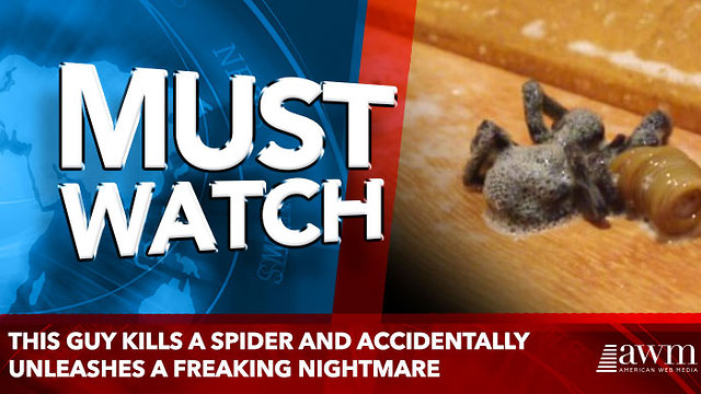This Guy Kills A Spider And Accidentally Unleashes A Freaking Nightmare