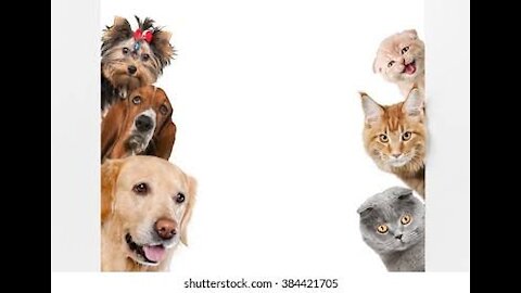 cute cats and dogs (love)