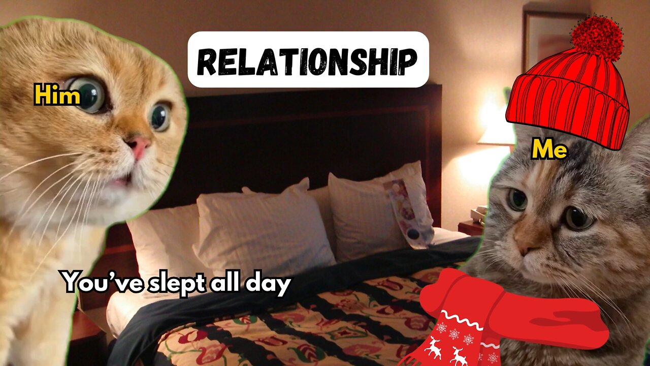 2 Cat talking Funny relationship memes_Full-HD