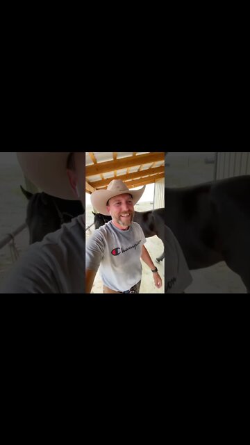 Do Horses Need to Wear Shoes?