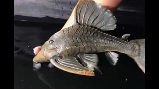 Peixe com aspeto bizarro e 25 anos de idade vive em Chicago