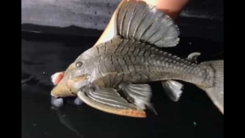 Peixe com aspeto bizarro e 25 anos de idade vive em Chicago