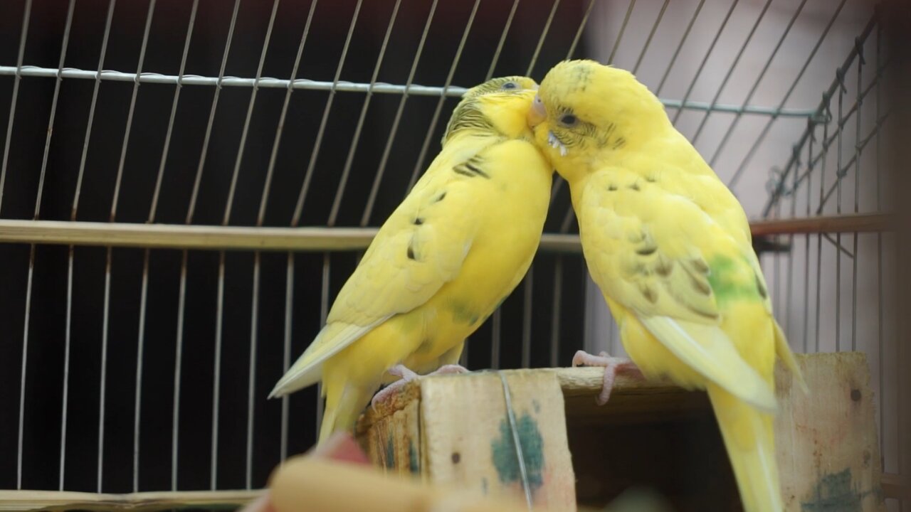 Lovely Parrots Give Each Other Kisses And Show More Love