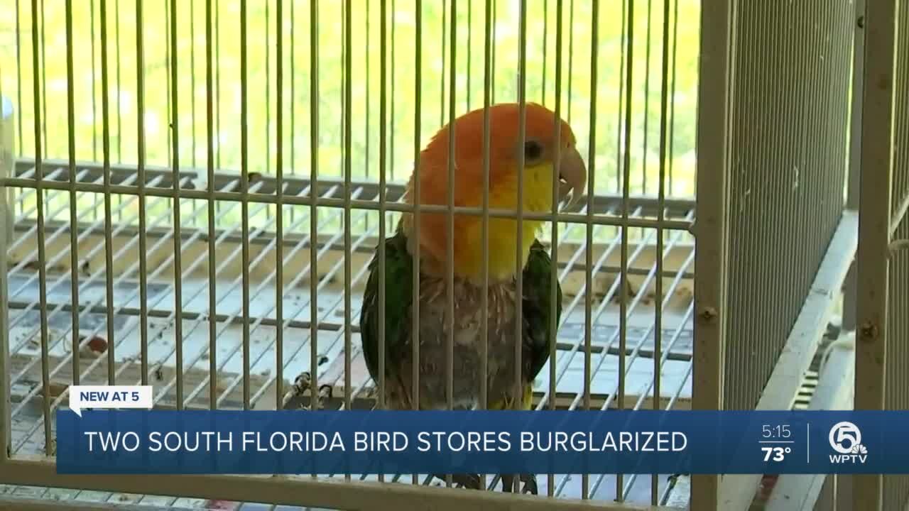 Could South Florida bird store burglaries be connected?