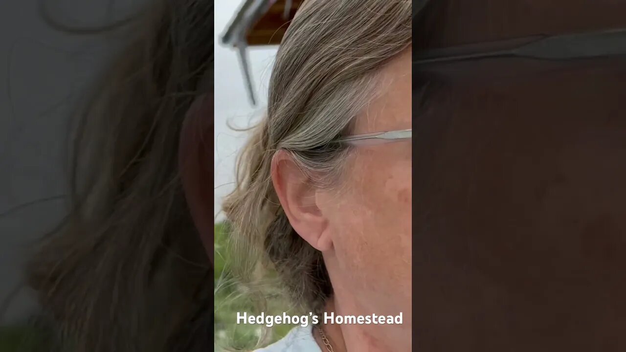 What to do if a goose attacks