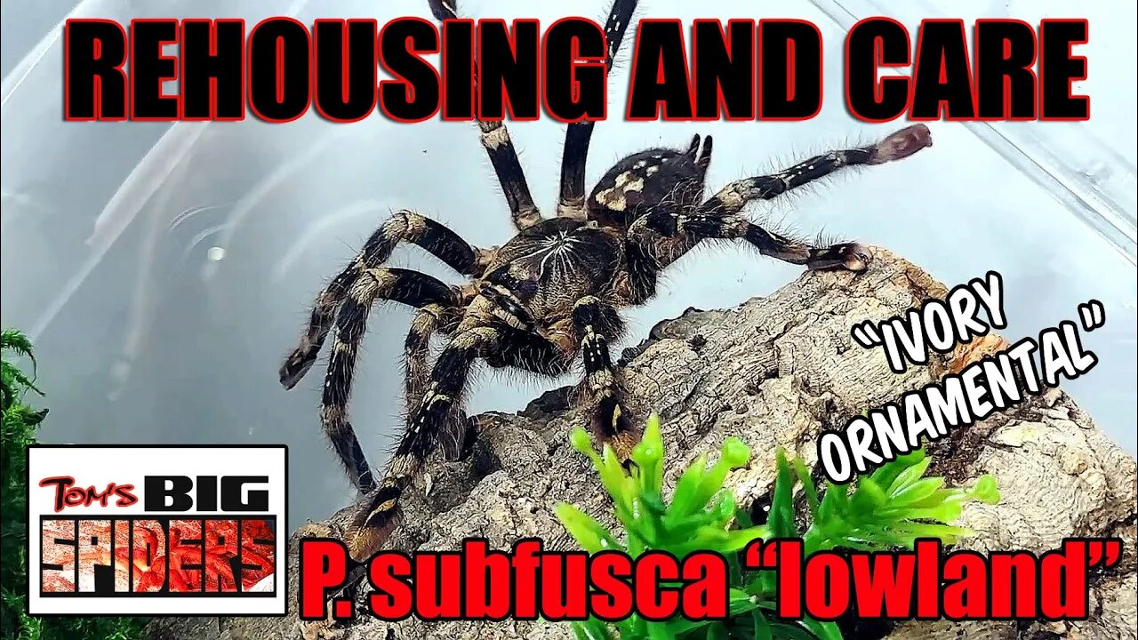 Poecilotheria subfusca "lowland" - Ivory Ornamental Rehousing and Care