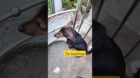 Do badmas #dogs #shots #trending #viral