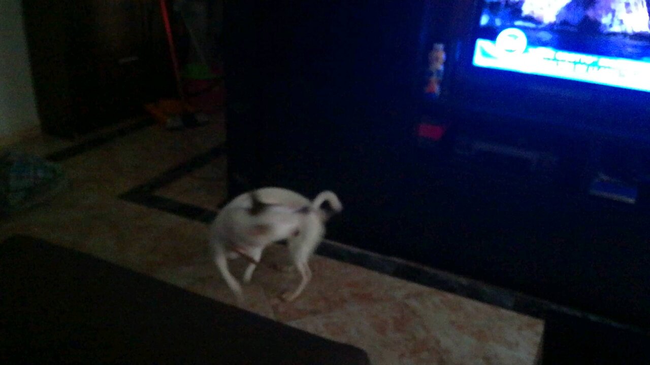 Mi perro loco