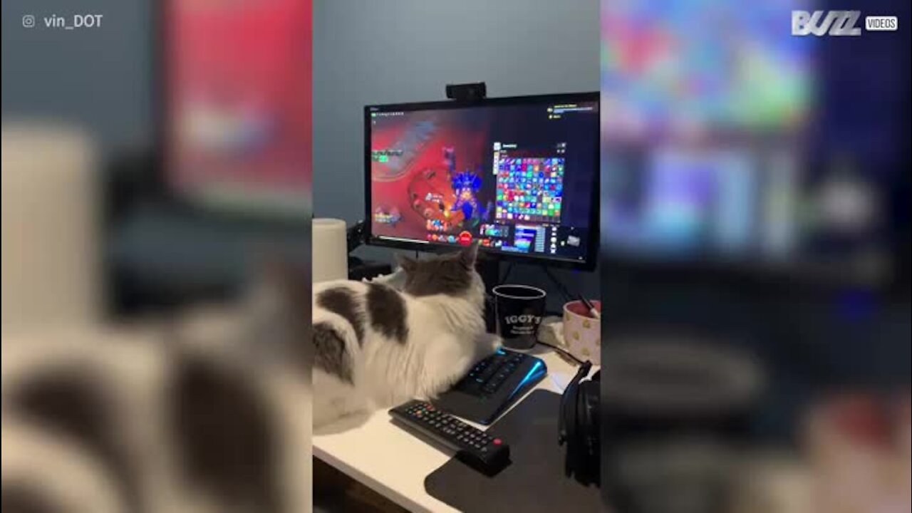 Dono descobre que tem um gato gamer