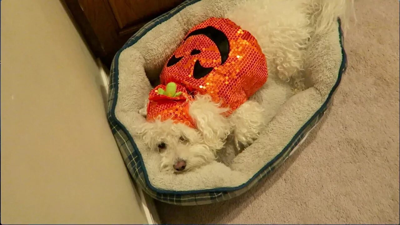 HE HATED HIS HALLOWEEN COSTUME!