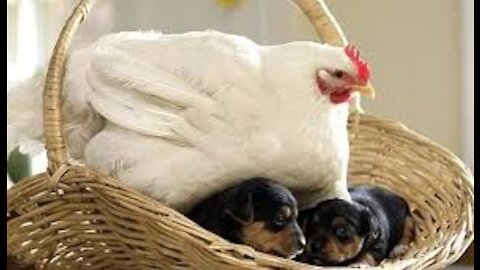 Dogs And Chickens - Funny Videos