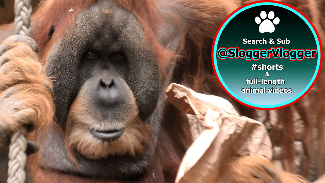 Leipzig Zoo's Orangutans - A Tale of Paper and Play