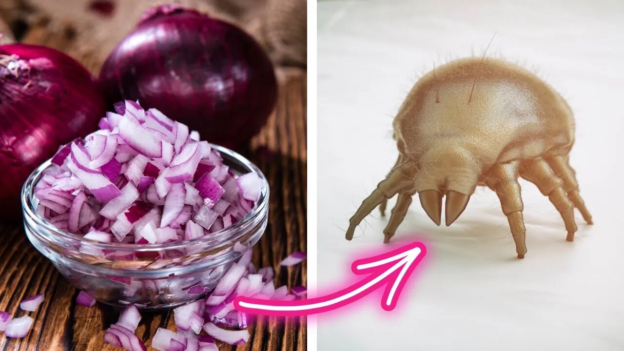 Say Goodbye to Dust Mites Forever with These Simple Tricks