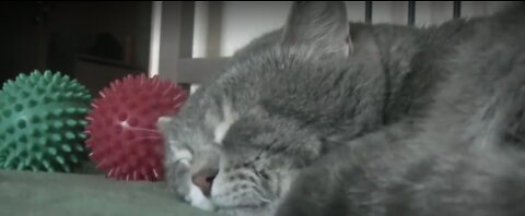When I cough, the cat quacks