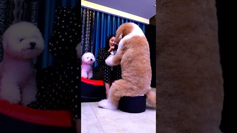 Once a baby always a baby! #shorts #shortsfeed #clips #shortvideo