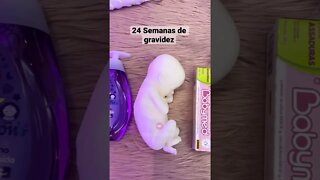 24 Semanas de gravidez