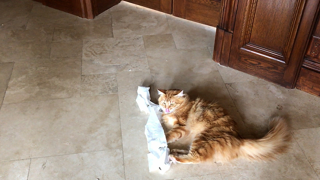 Jack the Cat Attacks the Toilet Paper Roll