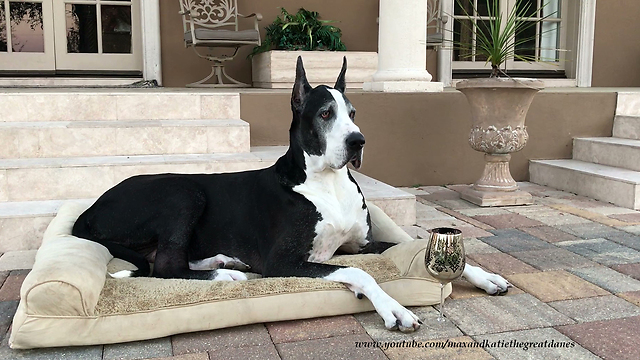 Happy Great Dane Enjoys Wine O'Clock Cocktail Hour