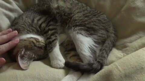 The Eye and the Eyesight of the Cat the Cat's Anatomy