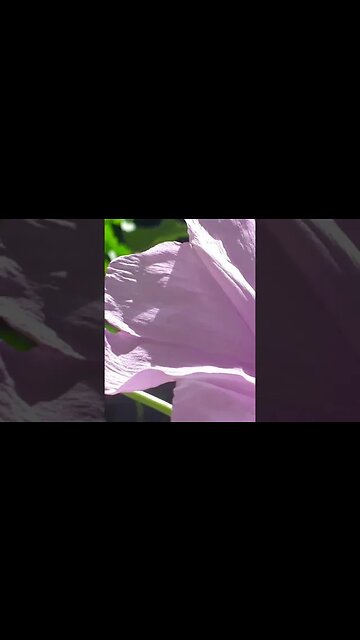 Flores lindas na froresta